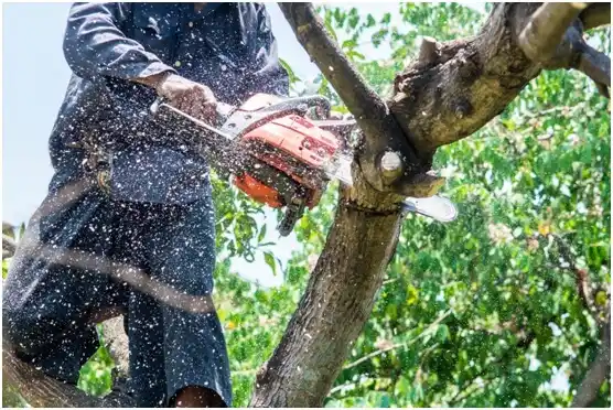 tree services Paloma Creek